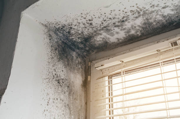 Affordable Mold Removal solutions in Woodbine, GA