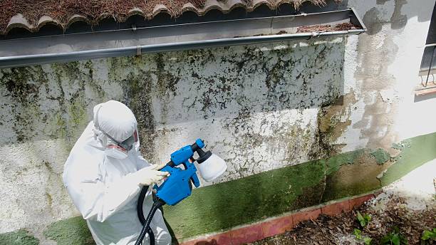 Top rated local Mold Removal specialists in Woodbine, GA
